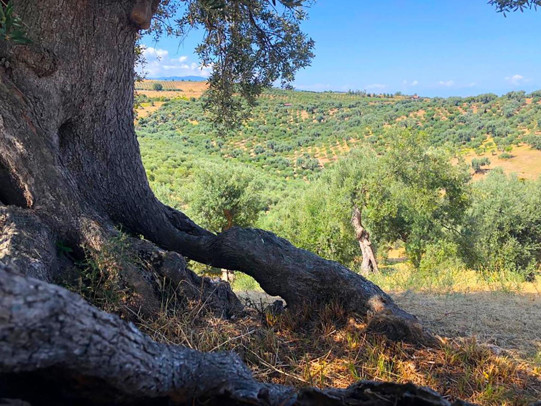 Agriturismo Vulcano Mirto Crosia Buitenkant foto
